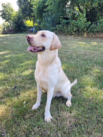 Labrador Male, Yellow, almost 3yrs, KC registered, Microchipped