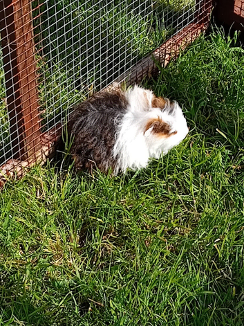 Beautiful baby male guinea pig