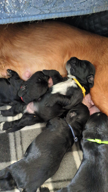 Beautiful black show type cocker spaniels