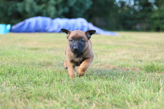 belgian malinois