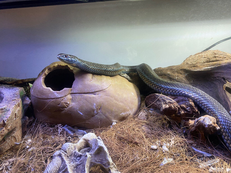 Lake chapala garter and scotti garter snake adult approx 400g