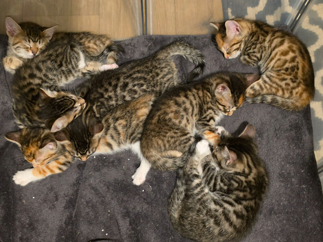 Bengal X DLH kittens READY NOW