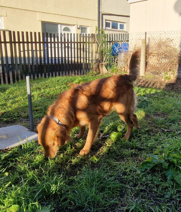 Lovely Red Fox boy looking for a new home