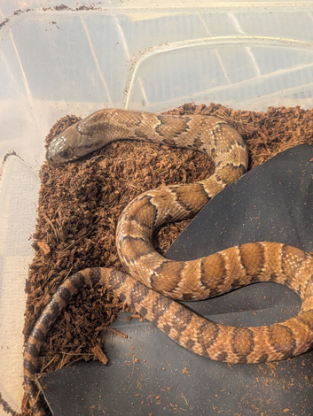 Hypo false water cobra