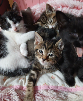 Beautiful kittens