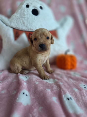 Kc registered health tested labrador puppies