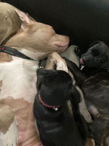 Puppies