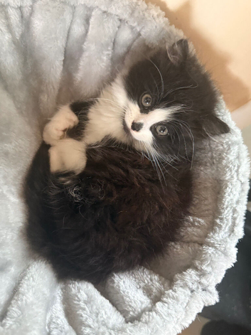 Female fluffy kitten
