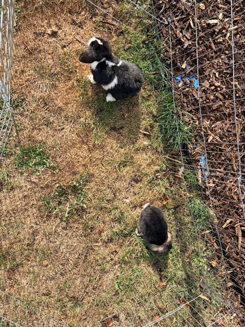 Baby rabbits for sale