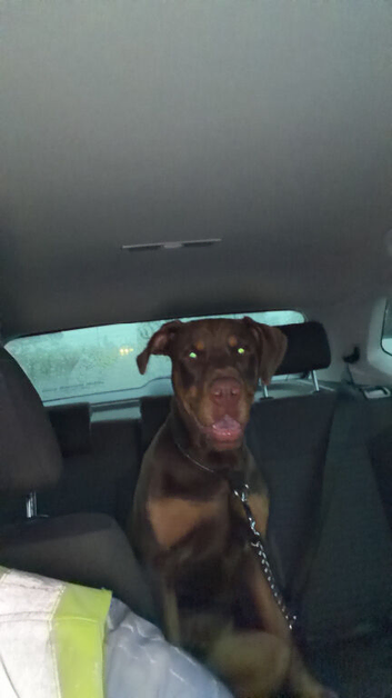 Doberman 9 Months old