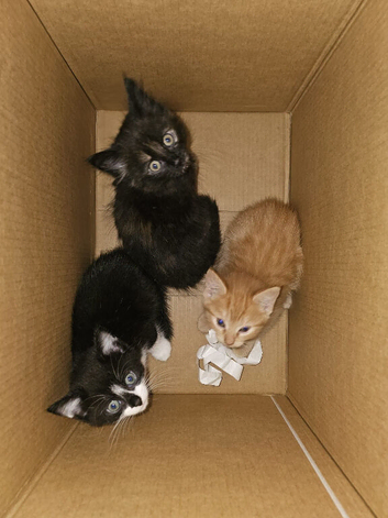 3 beautiful kittens for sale