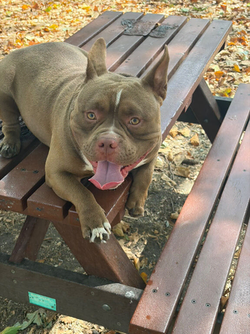 Micro pocket bully male