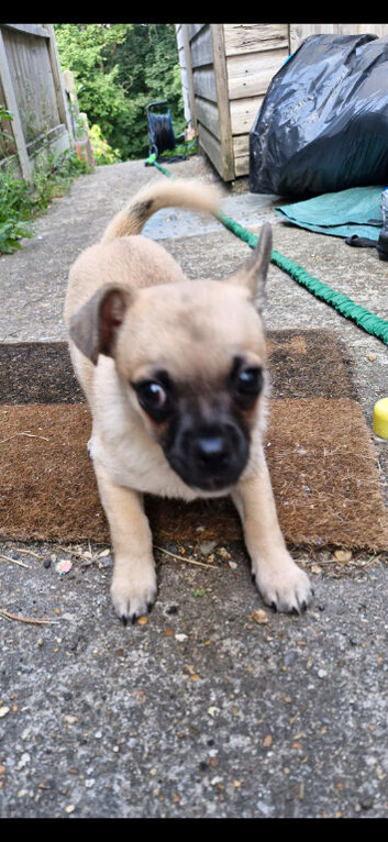 Puppy