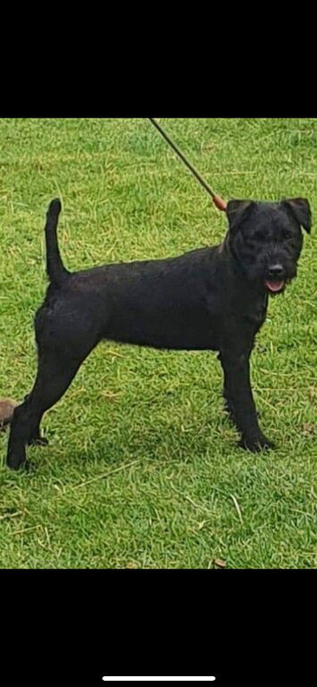 Patterdale dog pup