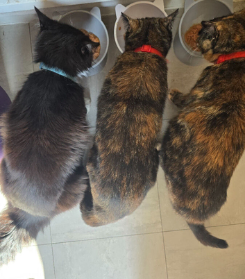 2 cats