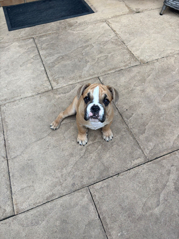 Girl puppy for sale