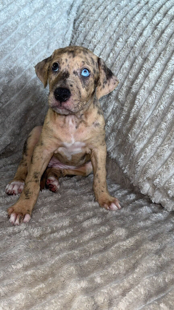 Family raised Mixed breed puppy&rsquo;s