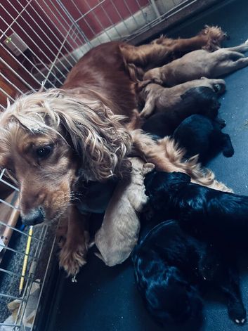 COCKER SPANIEL X COCKAPOO