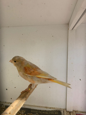 Canary for sale