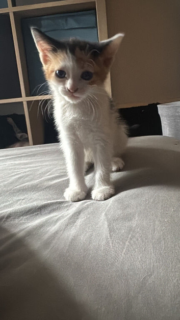 3 Kittens