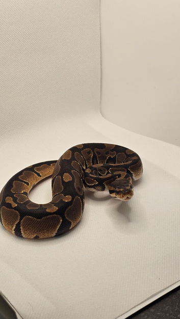6wk old het Axanthic TSK ball python