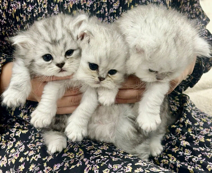 Beautiful Persian Kittens