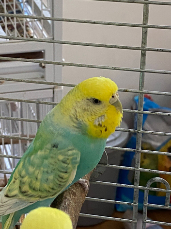 Rainbow hen budgie.