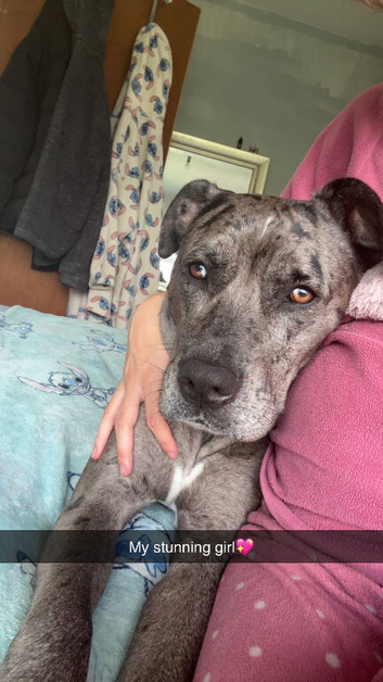 Leopard dog mix Great Dane