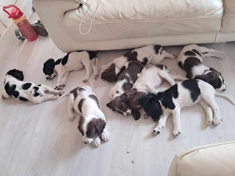 Litter of 8 Springer Puppies