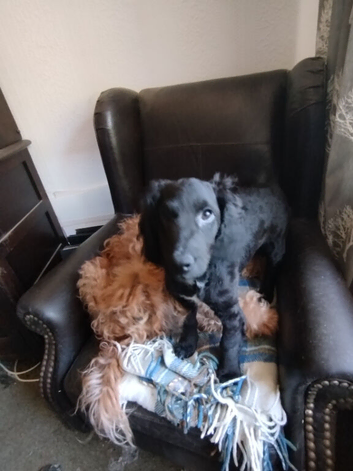 Cockapoo F2 ,three months old