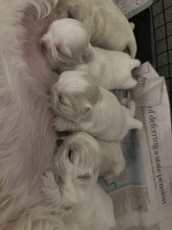 Five Beautiful White Imperial / Tea- Cup Shih Tzu&rsquo;s