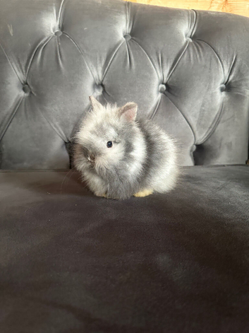 Last boy lionhead baby bunny for sale