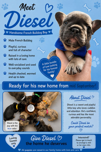 BEAUTIFUL KC FRENCH BULLDOG PUPPIES