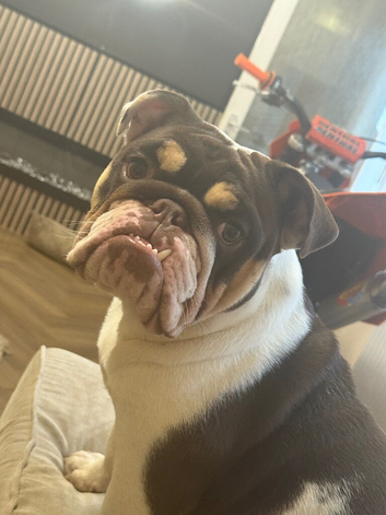 10 month old English bulldog
