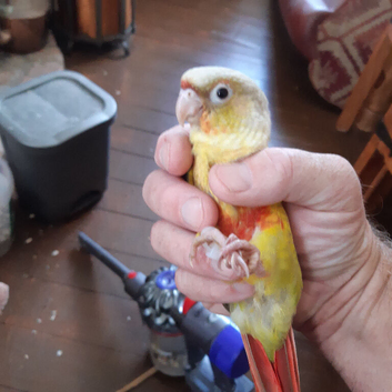 PINEAPPLE baby Conure (Only One left)