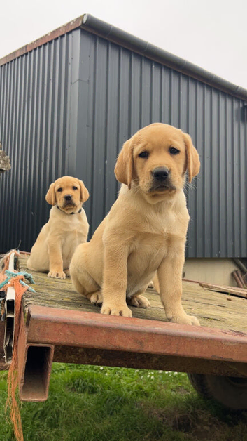 Labrador retriver puppies