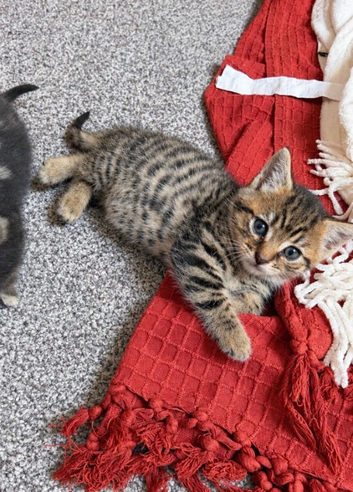 2 female kittens