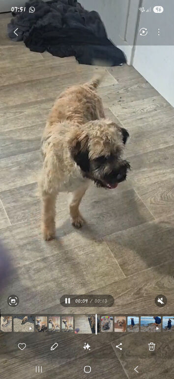 Cute terrier boy 1 years old