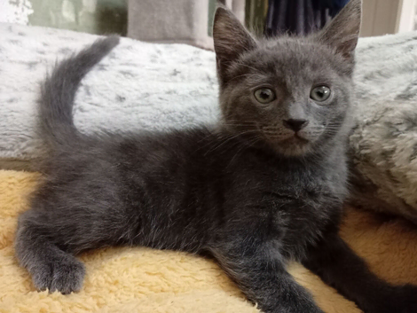 Russion blue kittens 3 remaining
