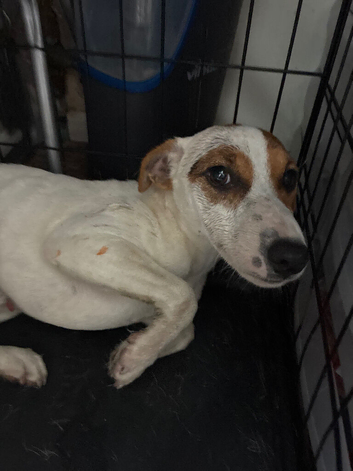 Jack russell