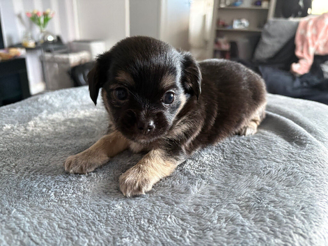 Adorable chihuahua puppies