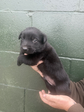 Belgian Malinois puppy&rsquo;s