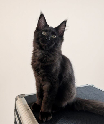 Tica registered mainecoons