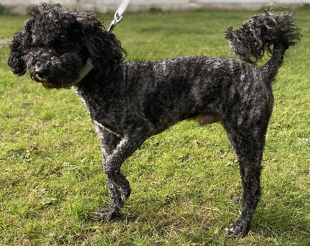 Miniature poodle
