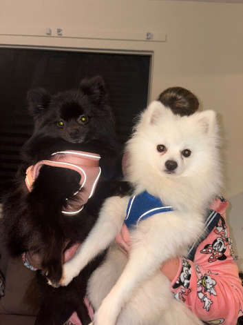 Miniature Pomeranian