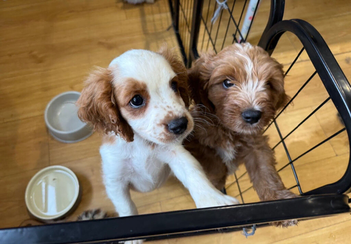 Cavapoo Puppie&rsquo;s Ready Now