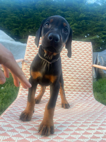 Doberman puppies ready today
