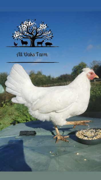 Pure breed crosses for sale