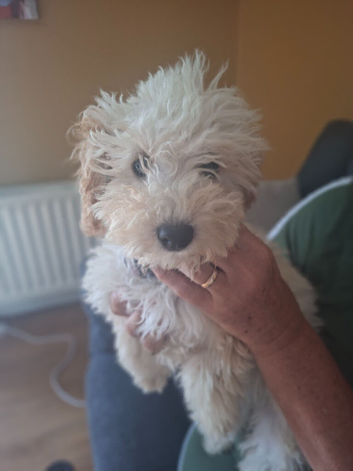 Cockapoo