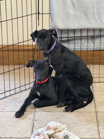 Whippet puppys